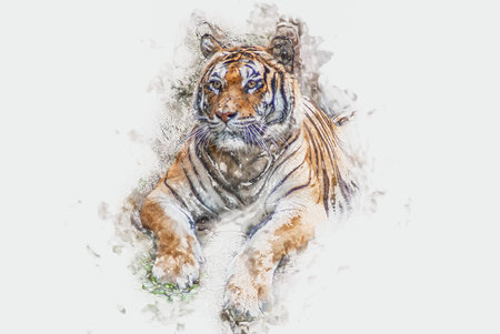 tiger background brightの写真素材