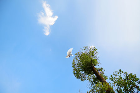 natural sceneryの写真素材