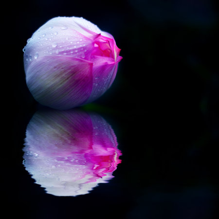 pink lotusの写真素材