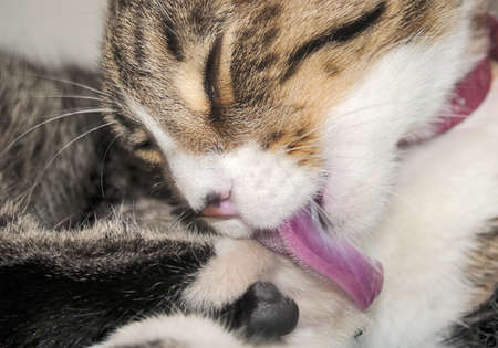 Close-up of a female cat licking its footの写真素材