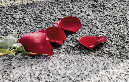 Rose petals on a roadの写真素材