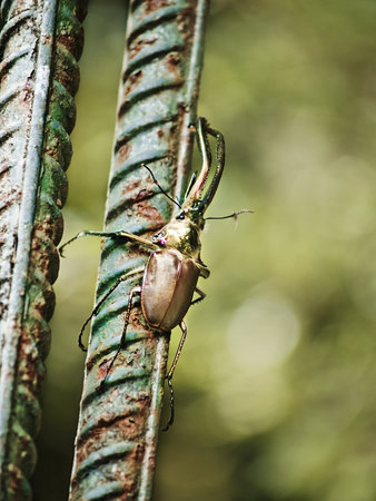 Stag beetle on a steel cableの写真素材
