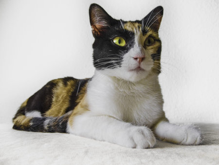 Calico breed cat of strange colorsの写真素材
