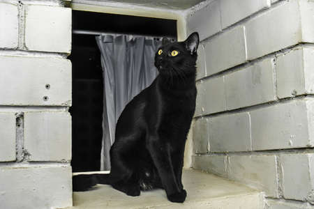 Young black cat on a window, Bombay breedの写真素材
