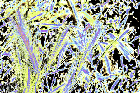 Close-up of grass spikes in grunge styleの写真素材