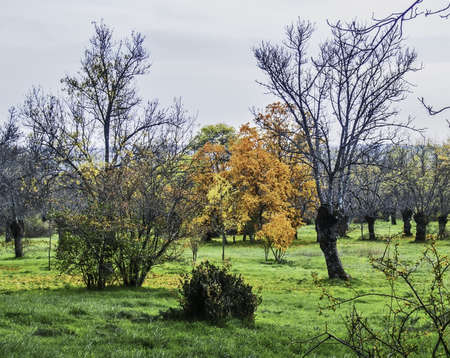 Rural scene, trees and grass on autumnの写真素材