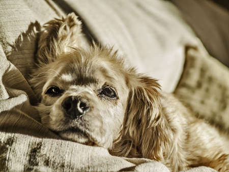 Portrait of a coket female dog testing on a sofaの写真素材
