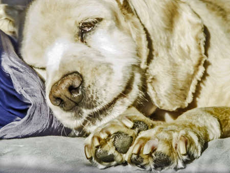 Closeup of paws of a female dogの写真素材