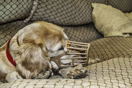 Portrait of a patient dog on a sofa with muzzleの写真素材