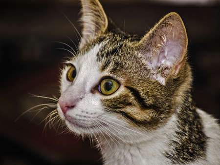 Female tabby kitten portraitの写真素材