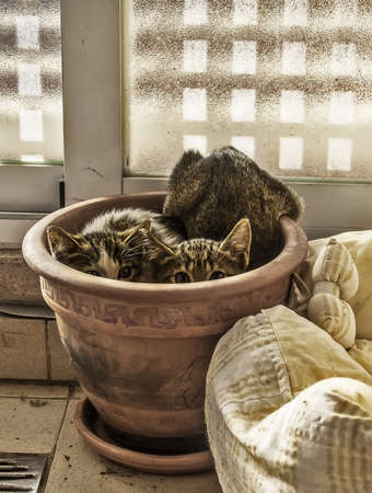 Two scared kittens hidden inside a plant potの写真素材