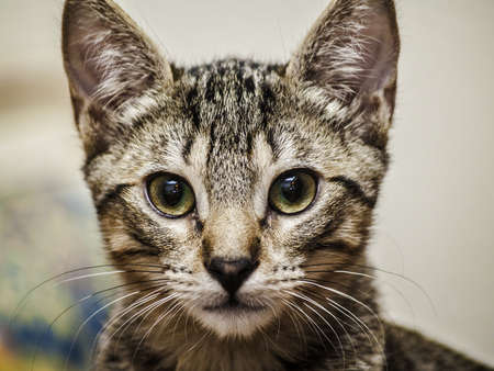 Male tabby kitten portraitの写真素材