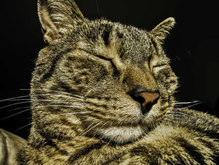 Closeup of the head of a tabby male catの写真素材