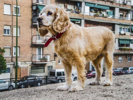 Cocker brred female dog on the street lookingの写真素材