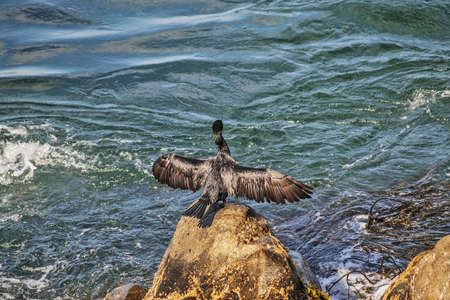 Yeco or Great Cormorant  Phalacrocorax carbo  on a rock spreading its wingsの写真素材