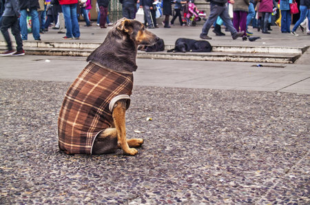 Santiago, June 2013 - Stay dog with a coat on winter  The city council dresses satry dogs   There are 4 million stray dogs in Chile のeditorial素材