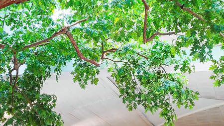 Tree branches with green leaves on the background of the blue sky.