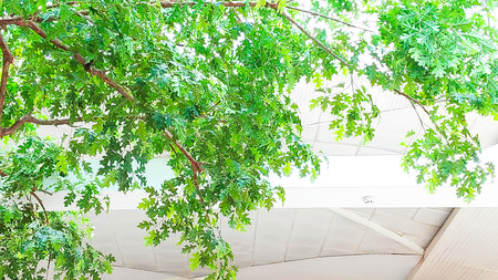 Green leaves on the ceiling in the office building, nature background.