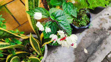 Close up photo of the unique white and red flowers of a bleeding heart vine (Clerodendrum thomsoniae) plant with a wooden fence backgroundの写真素材