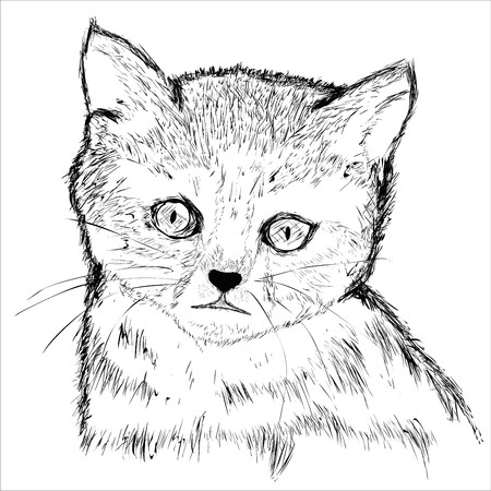 Pussycat headのイラスト素材