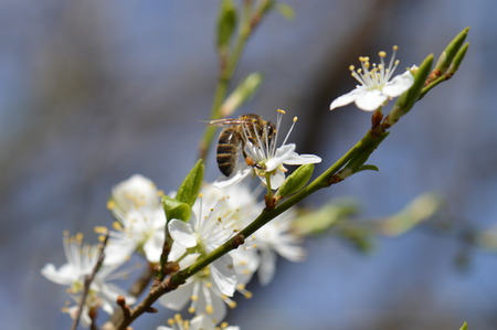 Bee on blossom