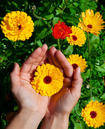 Image of beautiful flowers in hands. Meadow of flowersの写真素材