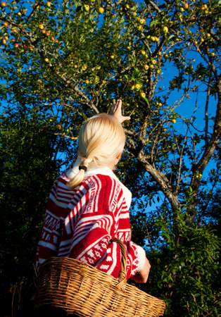Beautiful blonde picking apple in the garden 