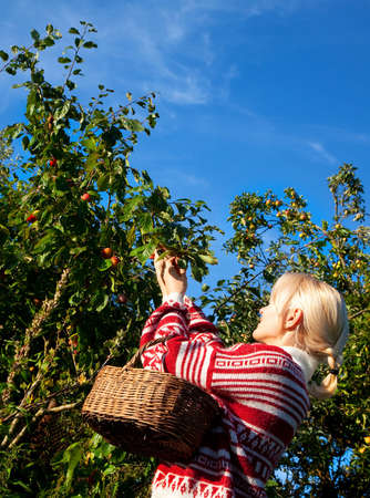 Attractive blonde picking plum in her garden 