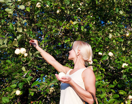 Attractive blonde picking the apples in the garden 
