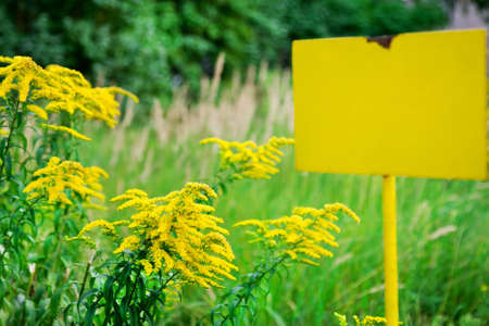 Portrait of green wild nature with yellow plateの写真素材