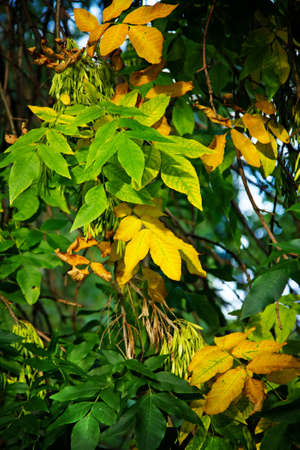Portrait of tree with green leafsの写真素材