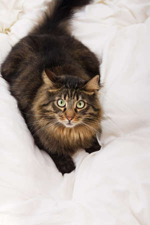 Close image of lying catの写真素材