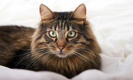 Close image of lying catの写真素材