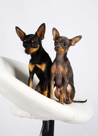 Close image of beautiful toyterriersの写真素材