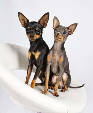Close image of beautiful toyterriersの写真素材