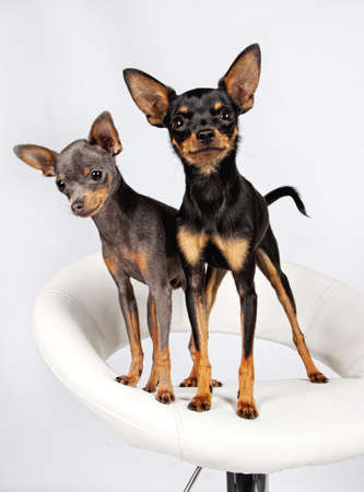 Close image of beautiful toyterriersの写真素材