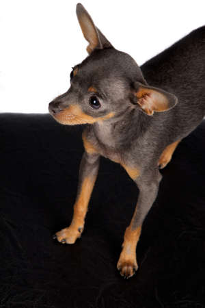 Close image of beautiful toyterrierの写真素材