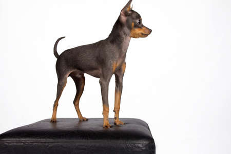 Close image of beautiful toyterrierの写真素材