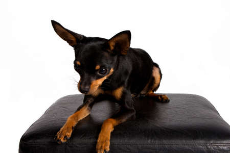 Close image of beautiful toyterrierの写真素材