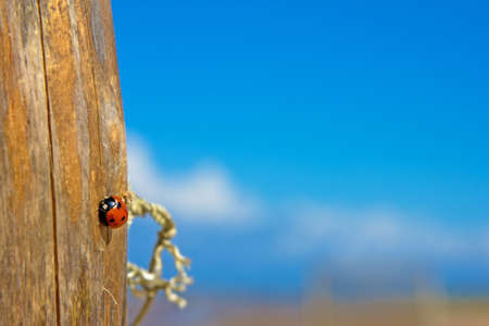 Portrait of little red bug on treeの写真素材