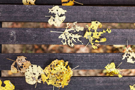 Picture of yellow leaves on a wooden benchの写真素材