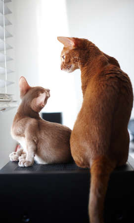 Friendship of two beautiful red catsの写真素材