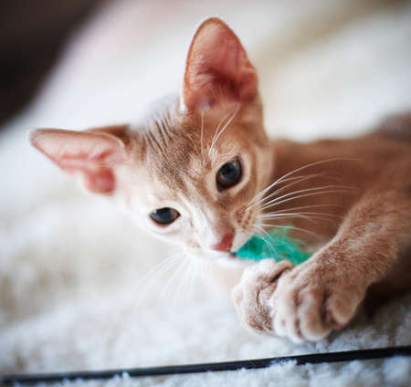 Cute small red catの写真素材