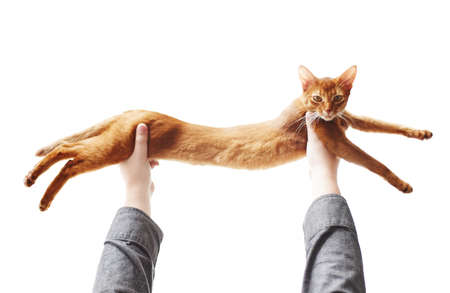 Cute red cat playingの写真素材