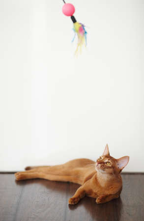 Plaing cute red catの写真素材