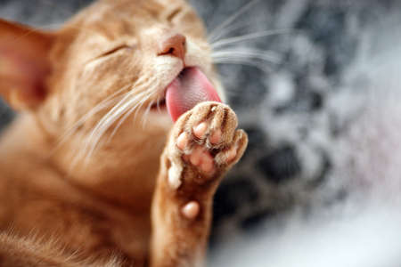 Cute beautiful red cat washingの写真素材