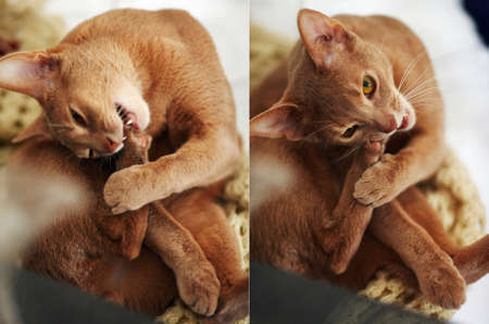 Small cute red cat. Two photosの写真素材