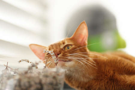 Small cute red catの写真素材