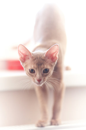 Close up portrait of cute red kittyの写真素材