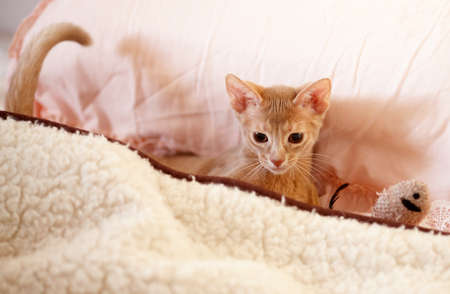 Cute small red catの写真素材